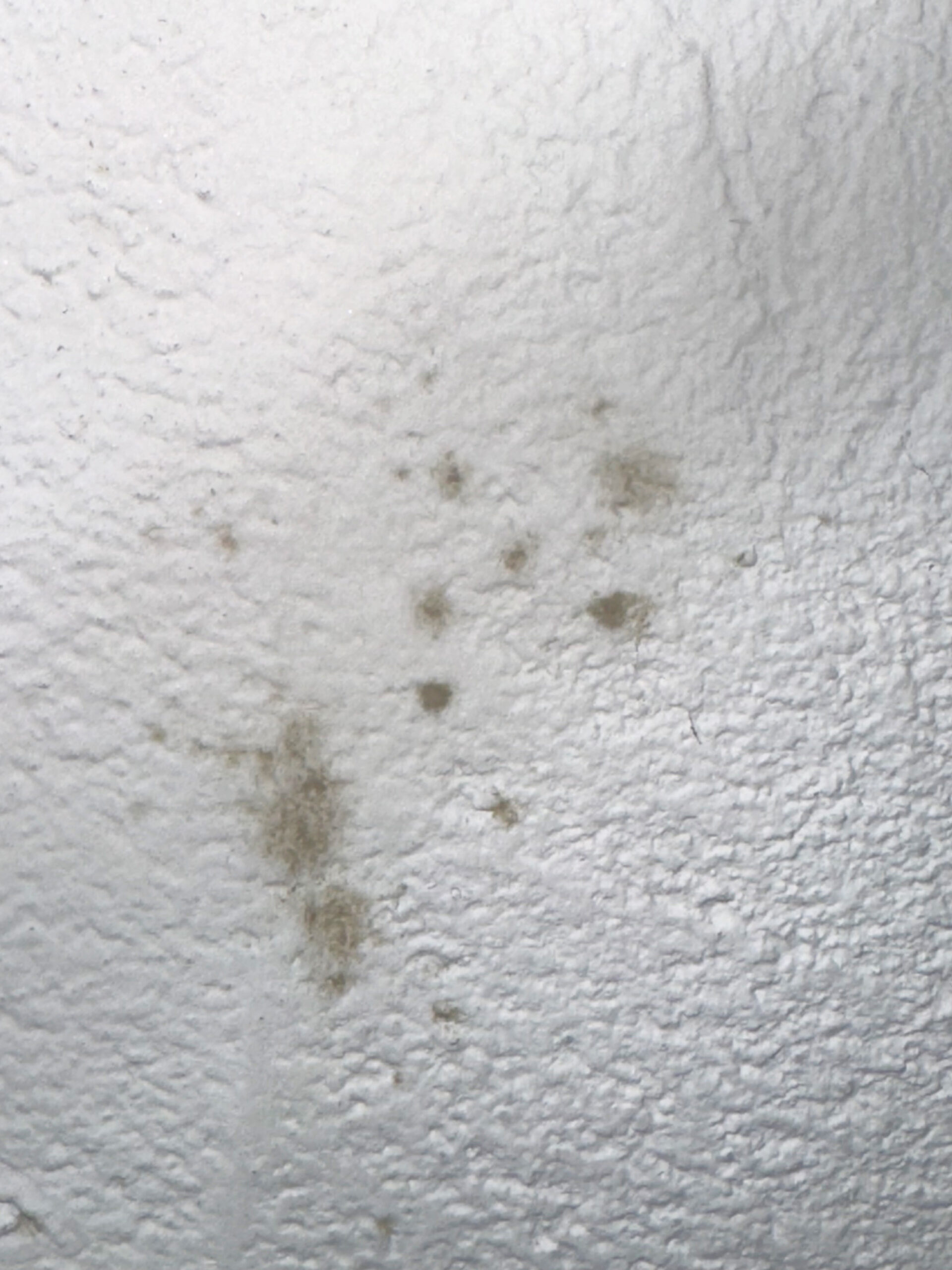 Schimmel in der Wohnung.