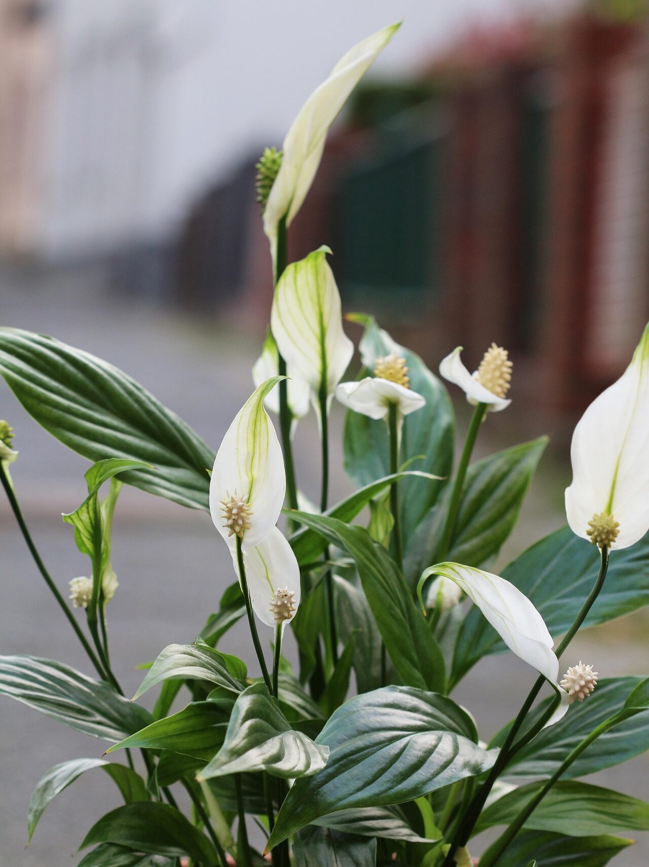 Schimmel Schlafzimmer