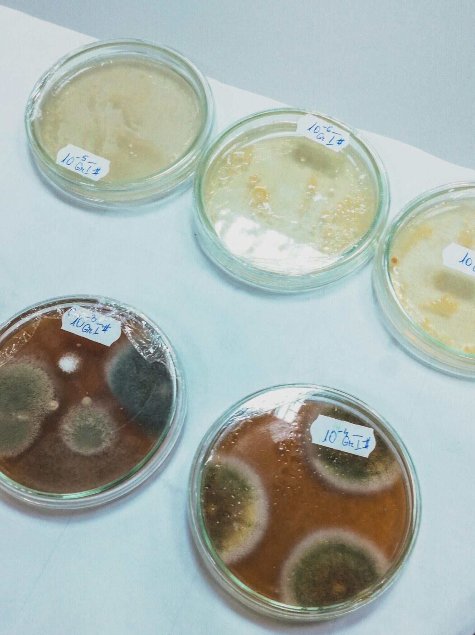 Schimmel Schimmelanalyse