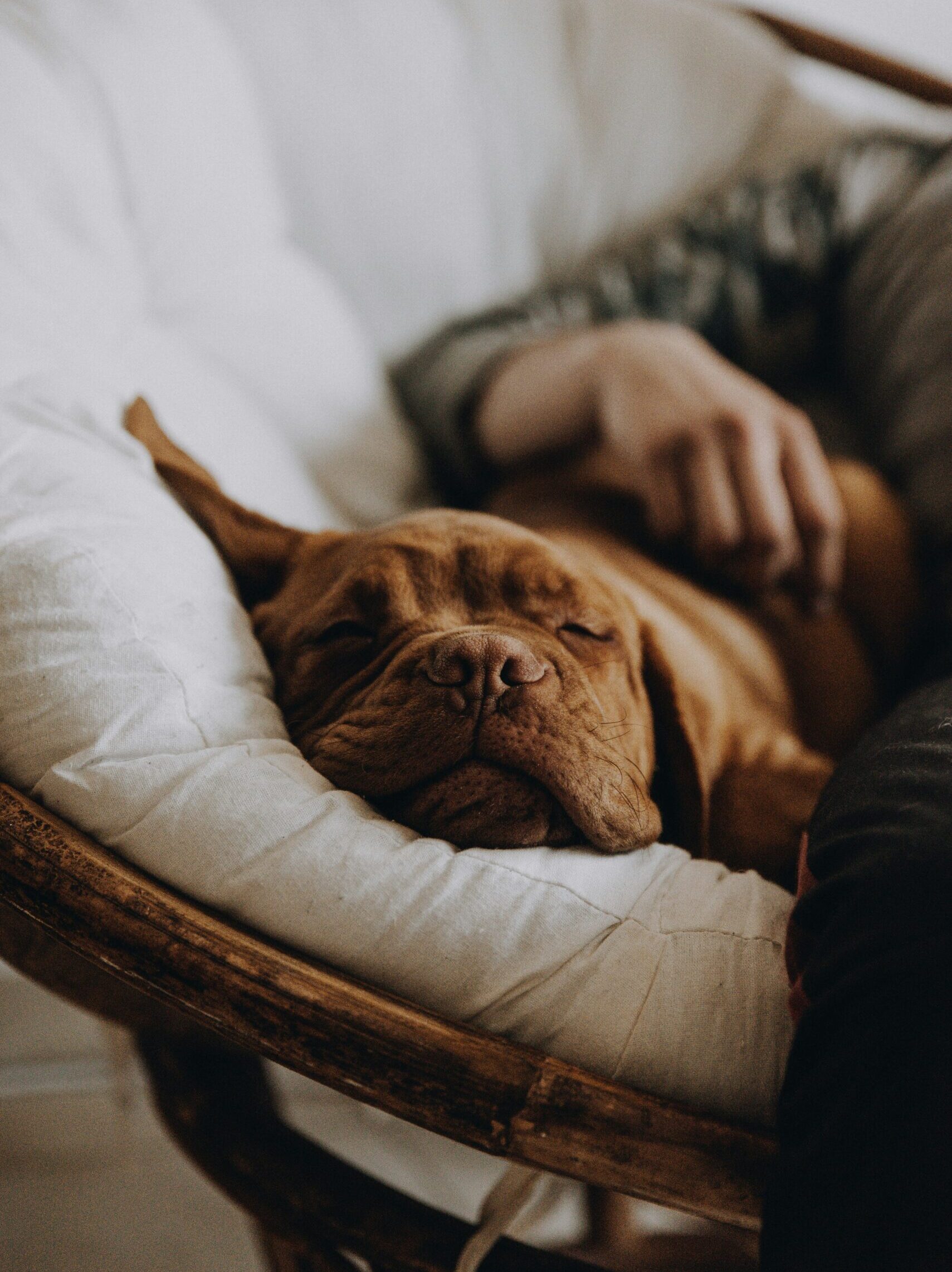 serjan-midili-IHvbODWm4hM-unsplash